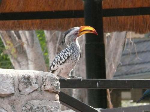 Hornbill Bird Animal Yellow Billed Safari Africa