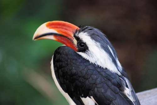 Hornbill Bird Tropical Beak Bill Colorful Feather