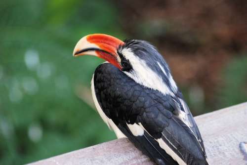 Hornbill Bird Tropical Beak Bill Colorful Feather