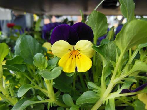 Horned Violet Purple Yellow Spring