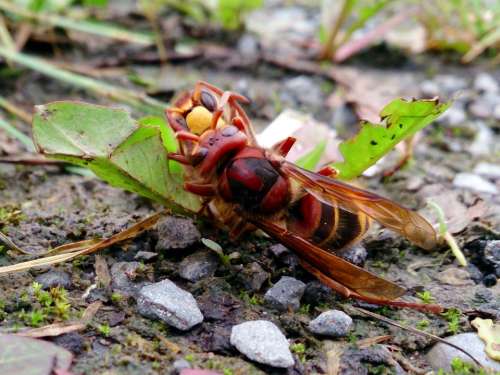 Hornet Stone Plant Insect