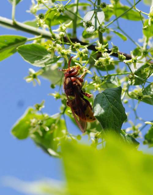 Hornet Insect Nature Toxic Sting