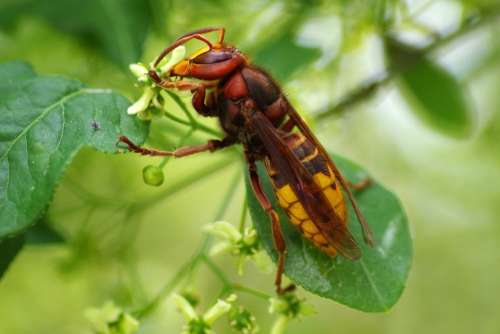 Hornet Insect Nature Toxic Sting Wasp Close Up