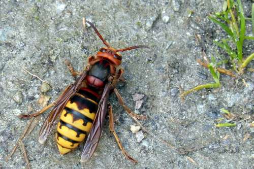 Hornet Wasp Insect Sting