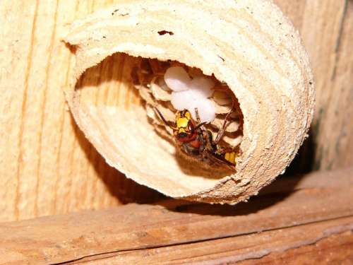Hornet Hornissennest Nature Nest Egg Insect