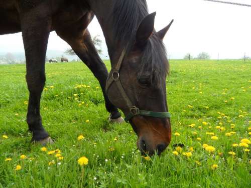 Horse Horse Head Graze Meadow Pasture Spring