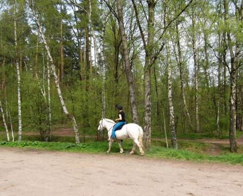 Horse White Ride Equestrian
