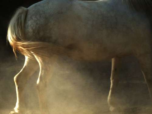 Horse Animal White Powder