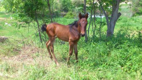 Horse Foal Andalusians Animal