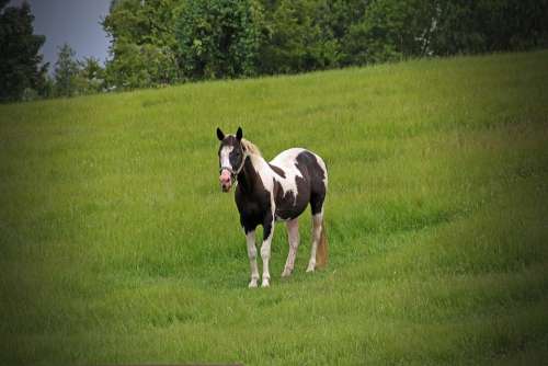Horse Pinto Painted Meadow Spotted Pony