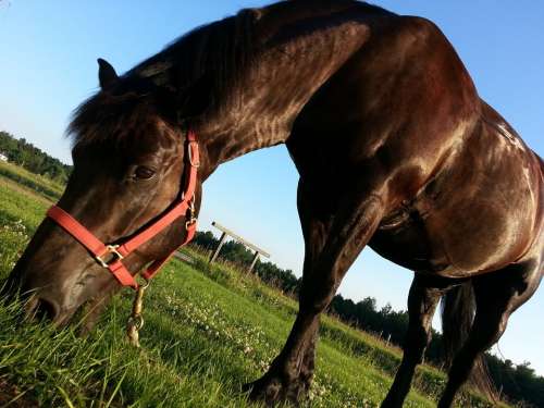 Horse Horseback Riding Animal Eating Grass