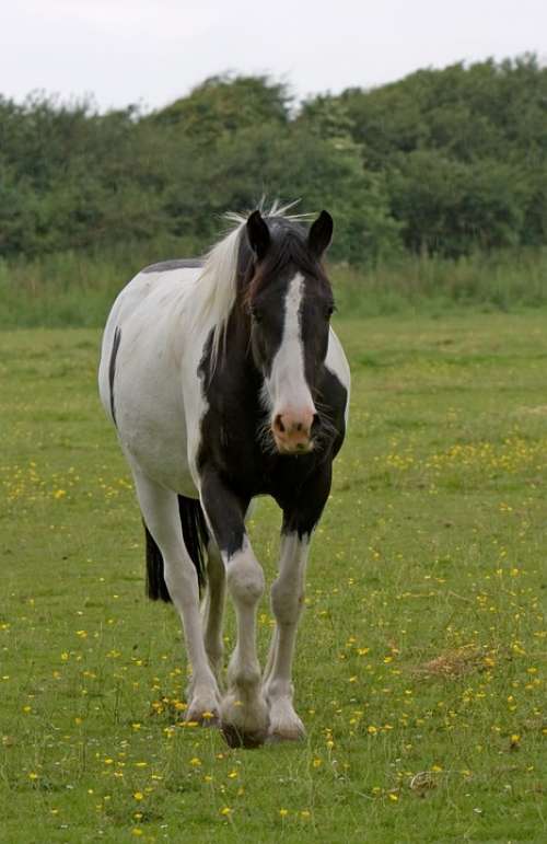 Horse Beautiful Animal Black White Pinto Green