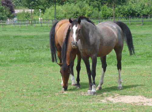 Horse Horses Animals Ride Pair Mane Graze