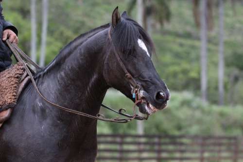 Horse Knight Animal Great Encyclopedia