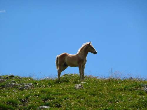 Horse Foal Avellino