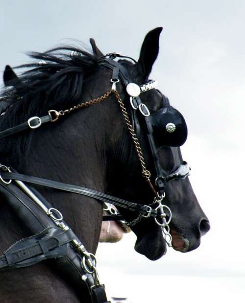 Horse Quine Standardbred Horse Head The Horse