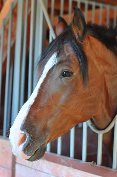 Horse Stable Head Wild Horse Animal Riding