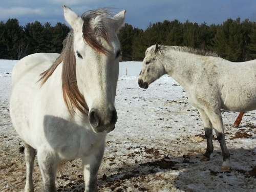Horse Horses Horseback Snow Winter Season White