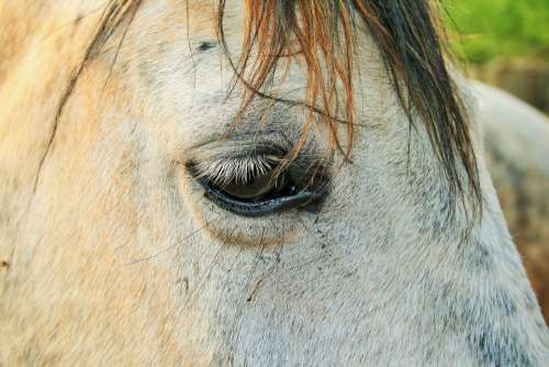 Horse White Head Face Eye Close-Up
