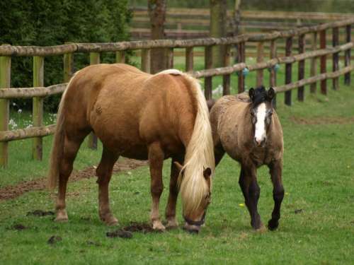 Horse Mare With Foal Foal Pasture Brown Mammal