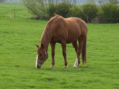 Horse Brown Meadow Graze Green