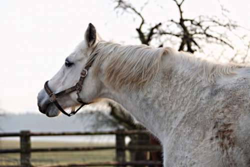 Horse Animal Mold Horse Head White