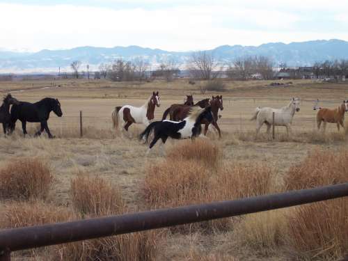 Horse Pinto Paint Animal Saddlebred Pet