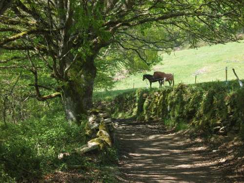 Horse Animals Landscape Nature