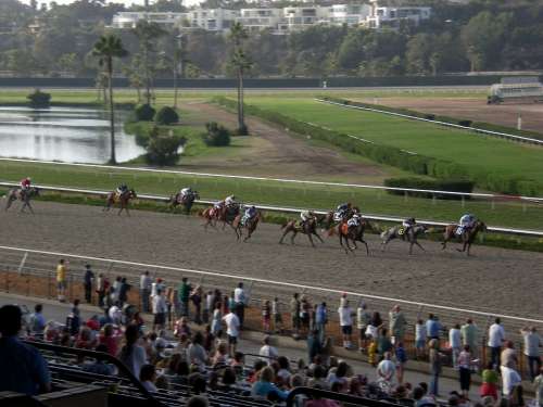 Horse Races Jockey