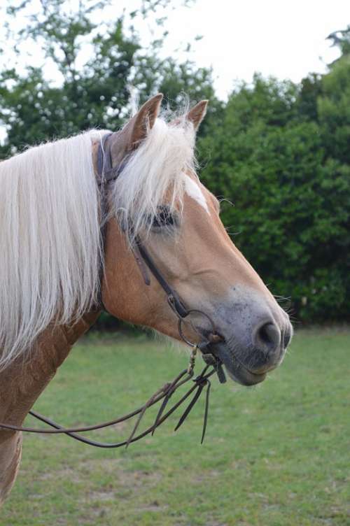 Horse Haflinger Mare Western Riding Horse Head