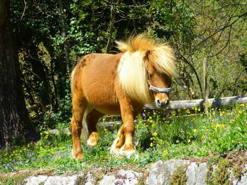 Horse Pony Animal Wuschelig Mane Fur Nice Sweet