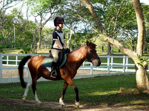 Horse Pony Teenager Riding Animal Nature Farm