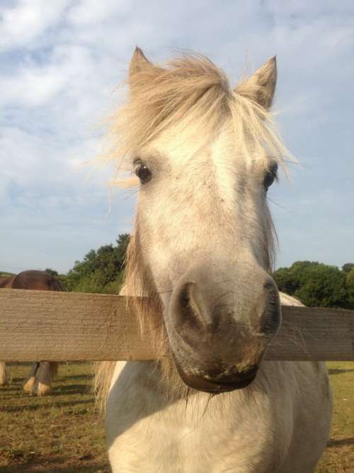 Horse Pony Head Nose Farm Equestrian Countryside