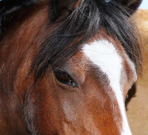 Horse Horse Head Close Up Eyes Friendly Dear