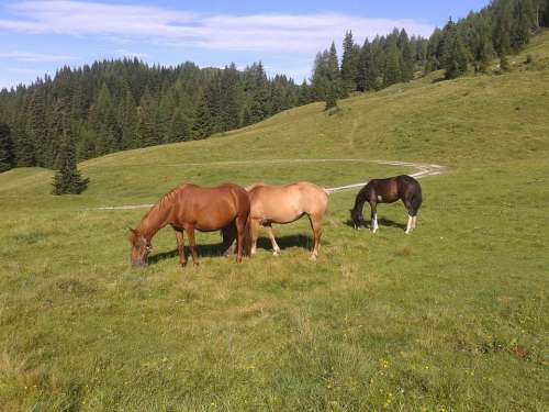 Horse Foal Mountain Forest Fir