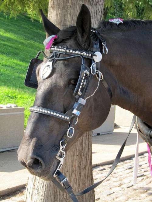 Horse Blinders Harness Head Carriage Ride Eye