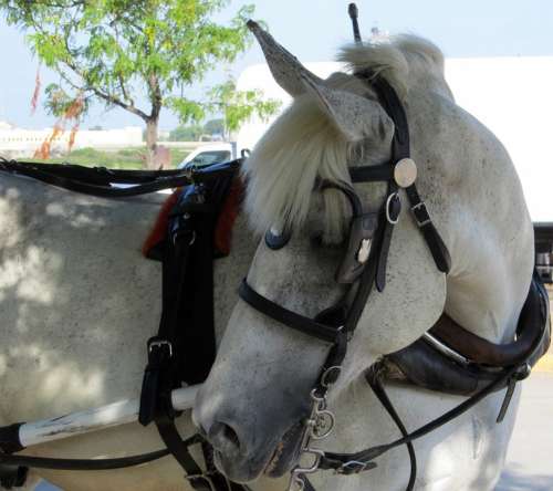 Horse White Blinders Harness Head Carriage Street
