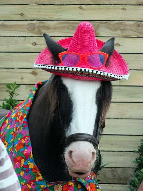 Horse Disguised Head Heavy Hat Sombrero Ears