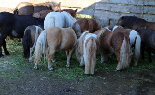 Horse Ponies Together Connectedness Group Eating