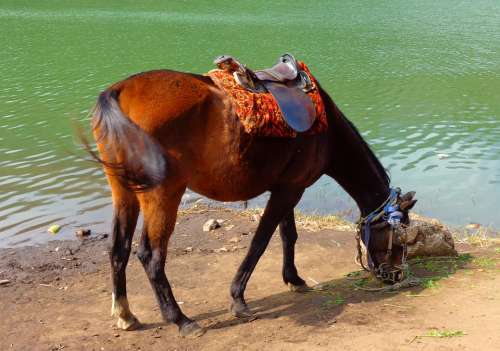 Horse Feeding Lake Feed Grass Animal Water