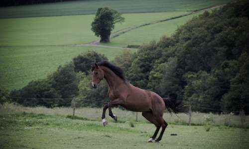 Horse Nature Animals Farm