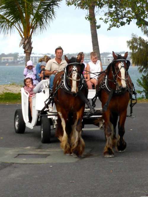 Horse Carriage Cart Transportation Travel Tourism