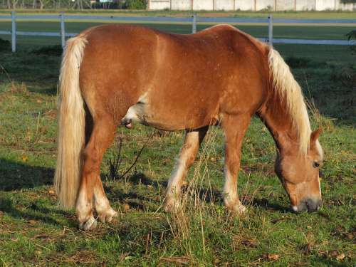 Horse Coupling Pasture Eat Brown