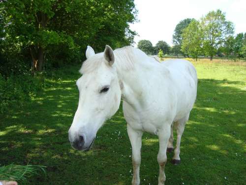 Horse White Pasture East Frisia Coupling Graceful