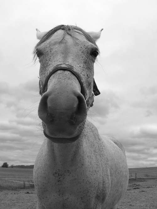 Horse Portrait Black And White Head Snout Nose
