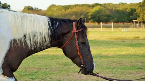 Horse Texas Riding Animal