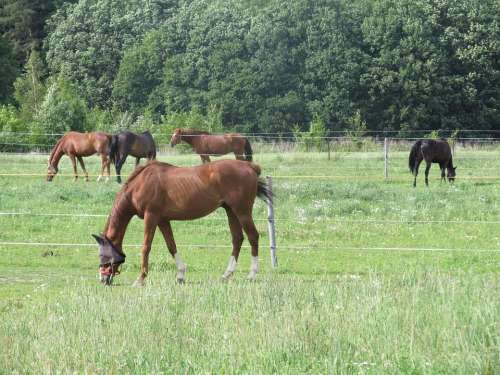 Horse Ride Animal Stallion Mare Brown