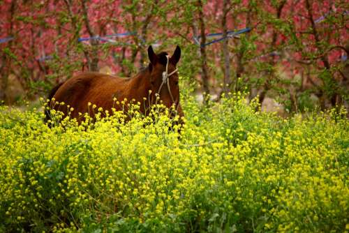 Horse Flowers Flower Color Nature Colors