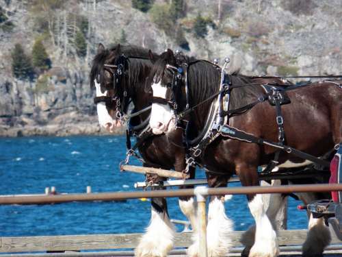 Horse Horses Team Of Horses Pier Dock Ocean Sea
