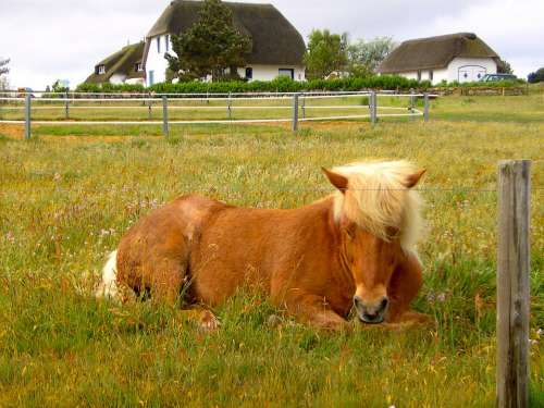 Horse Nature Animals Meadow